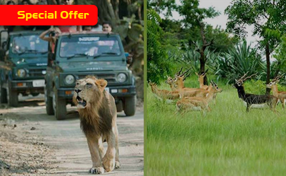 Wildlife Safari in Gujarat